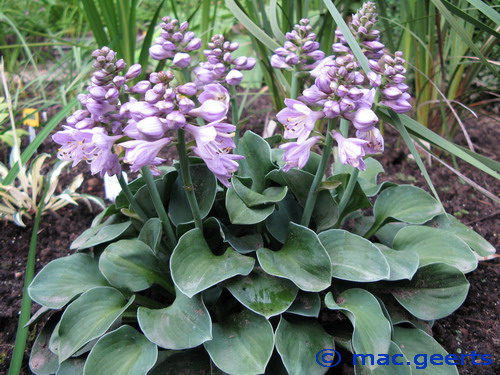 Hosta 'Blue Mouse Ears'